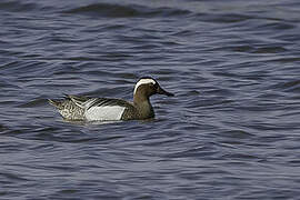 Garganey