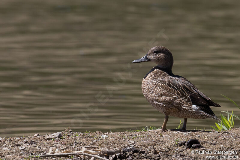 Eurasian Teal