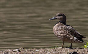 Eurasian Teal