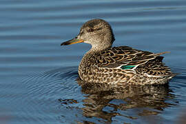 Eurasian Teal