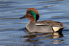 Eurasian Teal