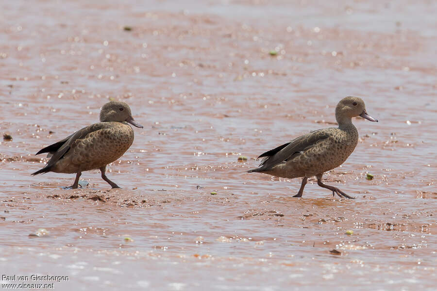 Bernier's Tealadult