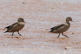 Bernier's Teal