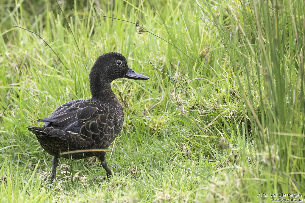 Brown Tealadult