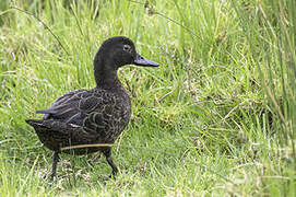 Brown Teal