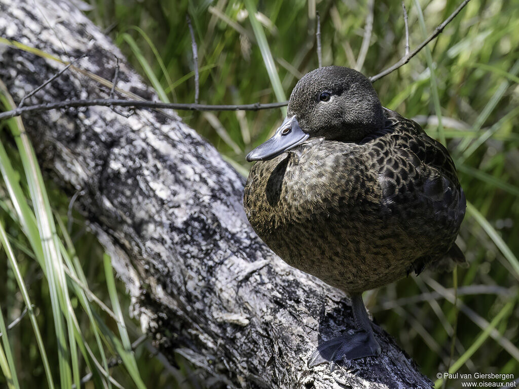 Brown Tealadult