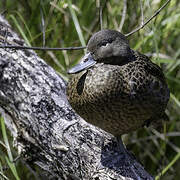 Brown Teal