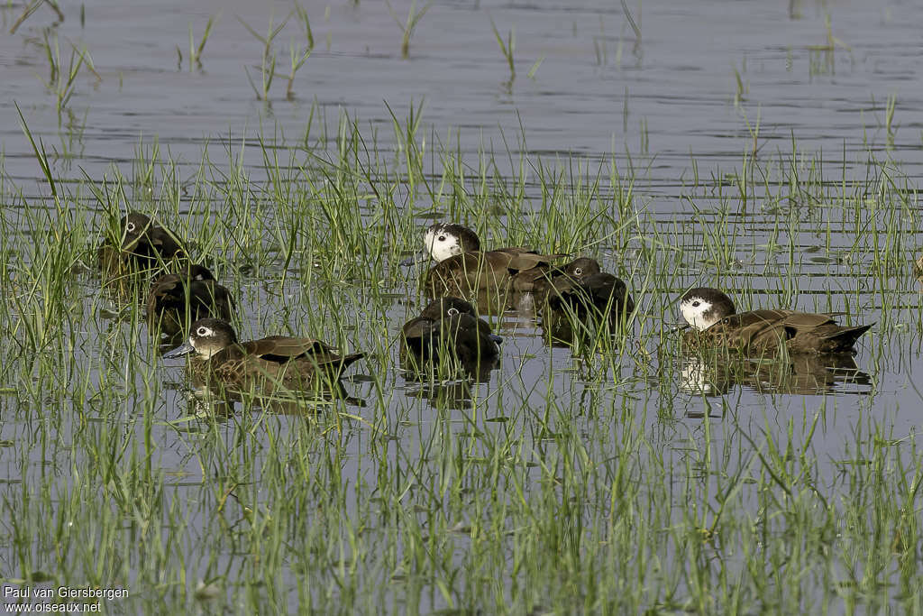 Andaman Teal