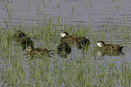 Andaman Teal