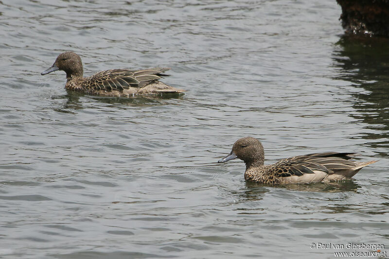 Andean Teal