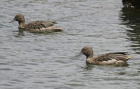 Andean Teal