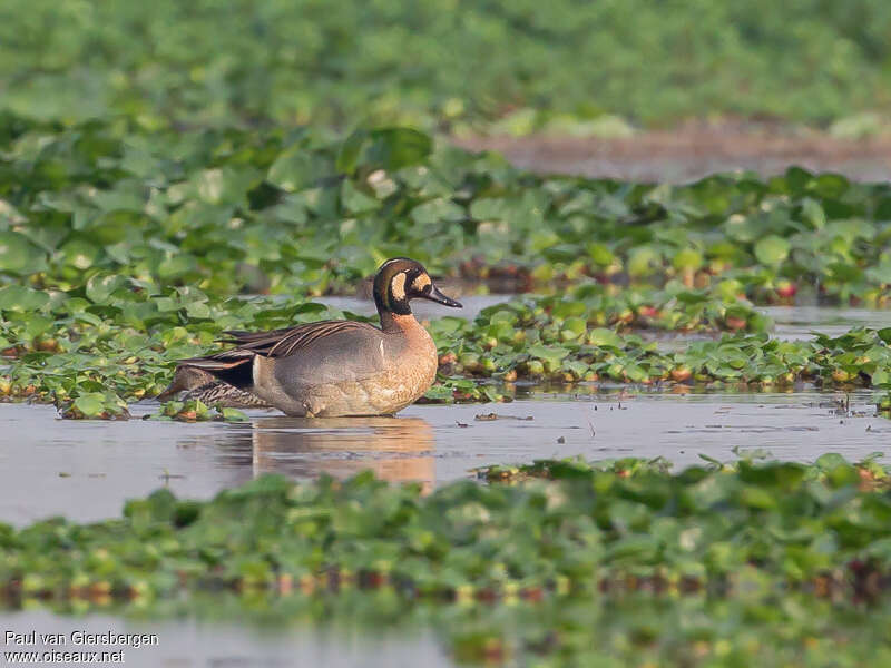 Sarcelle élégante mâle subadulte, identification