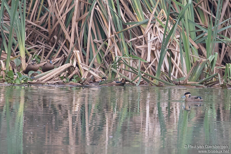 Blue-billed Tealadult