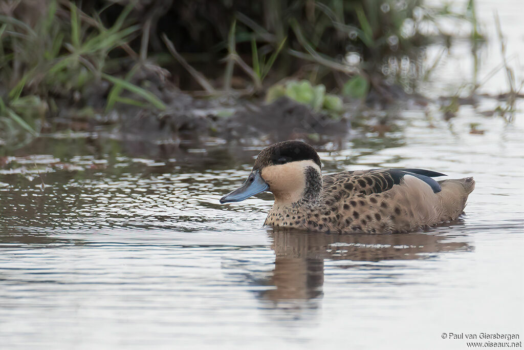 Blue-billed Tealadult