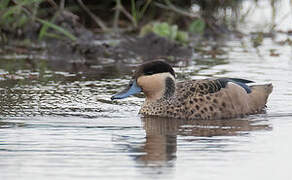 Hottentot Teal