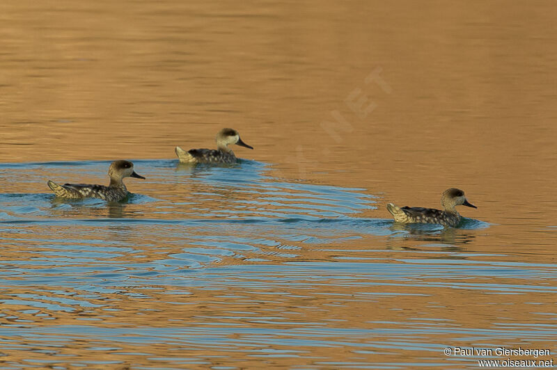 Marbled Duck