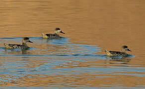 Marbled Duck