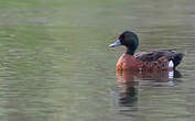 Sarcelle rousse