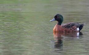 Chestnut Teal