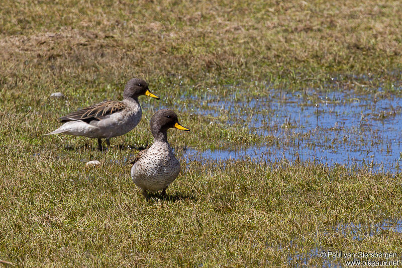 Yellow-billed Teal