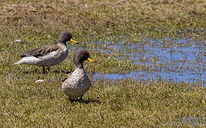 Yellow-billed Teal