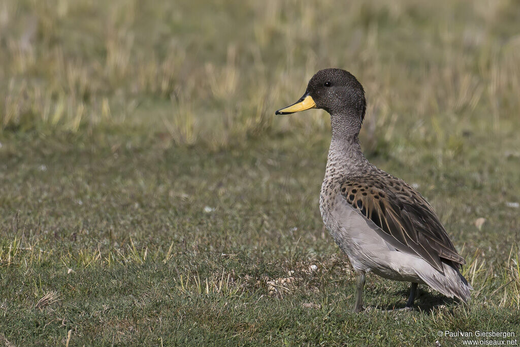 Yellow-billed Tealadult