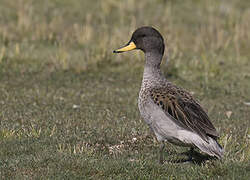 Yellow-billed Teal