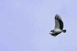 King Vulture