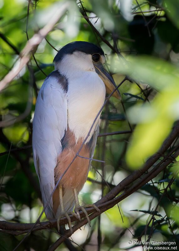 Boat-billed Heron