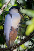 Boat-billed Heron