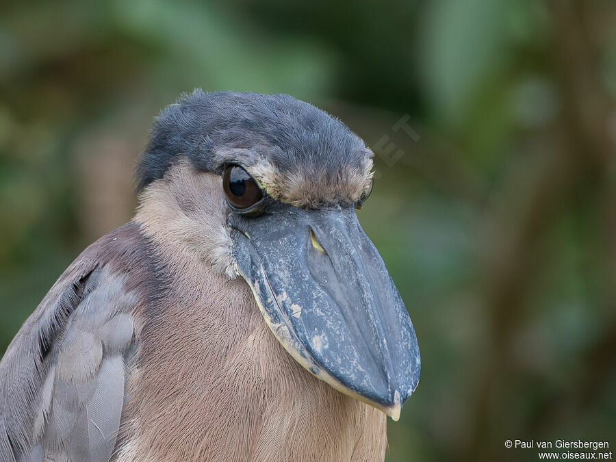 Boat-billed Heronadult