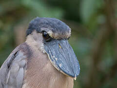 Boat-billed Heron