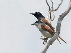 Rufous Vanga