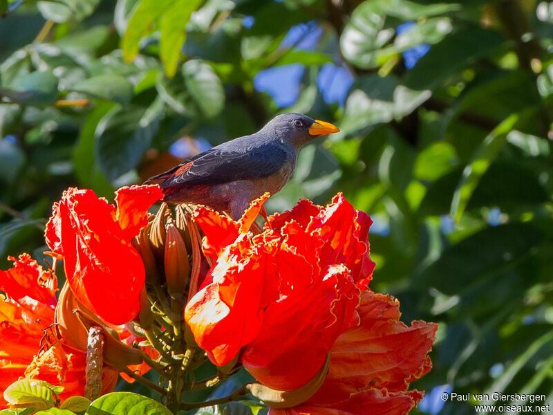 Grosbeak Starling