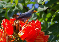 Grosbeak Starling