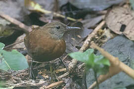 Grey-throated Leaftosser