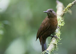 Rufous-breasted Leaftosser