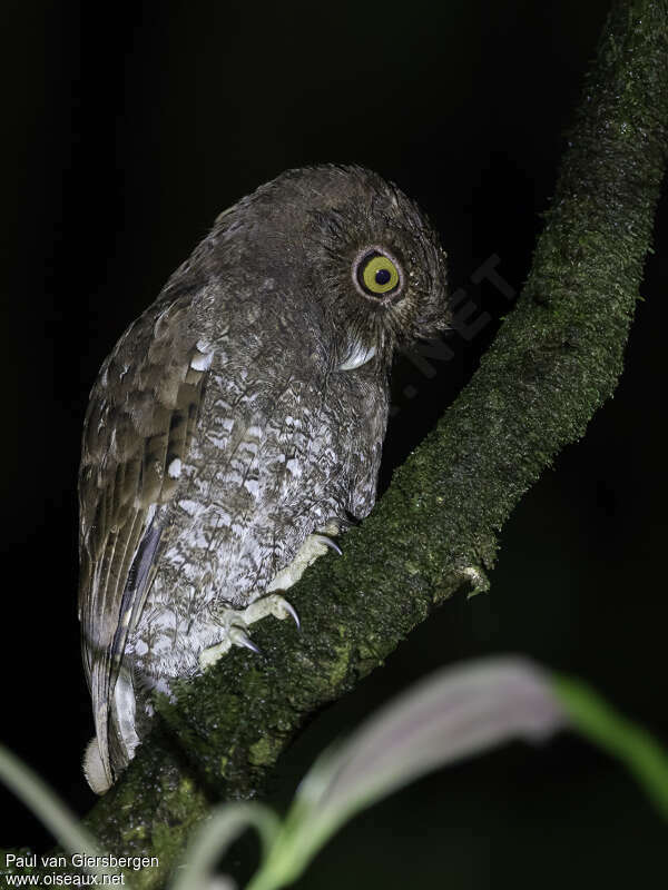 Scops du Chocóadulte, identification