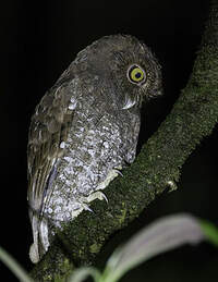 Scops du Chocó