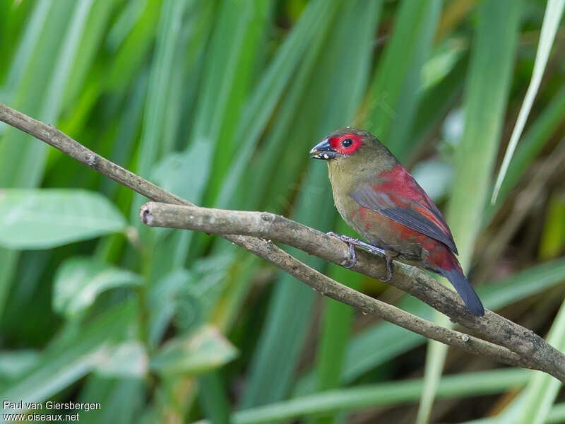 Sénégali de Reichenow mâle adulte, identification