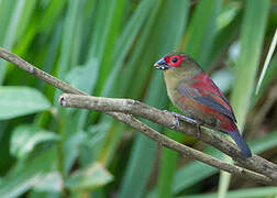 Red-faced Crimsonwing