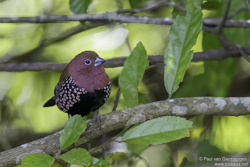 Pink-throated Twinspot male adult