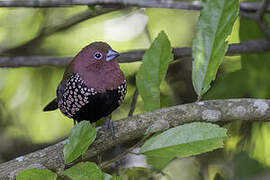 Pink-throated Twinspot