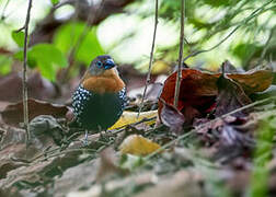 Red-throated Twinspot