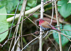 Red-throated Twinspot