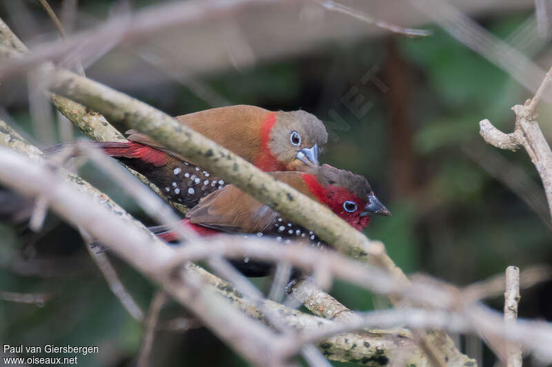 Red-throated Twinspotadult