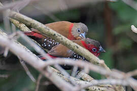 Red-throated Twinspot