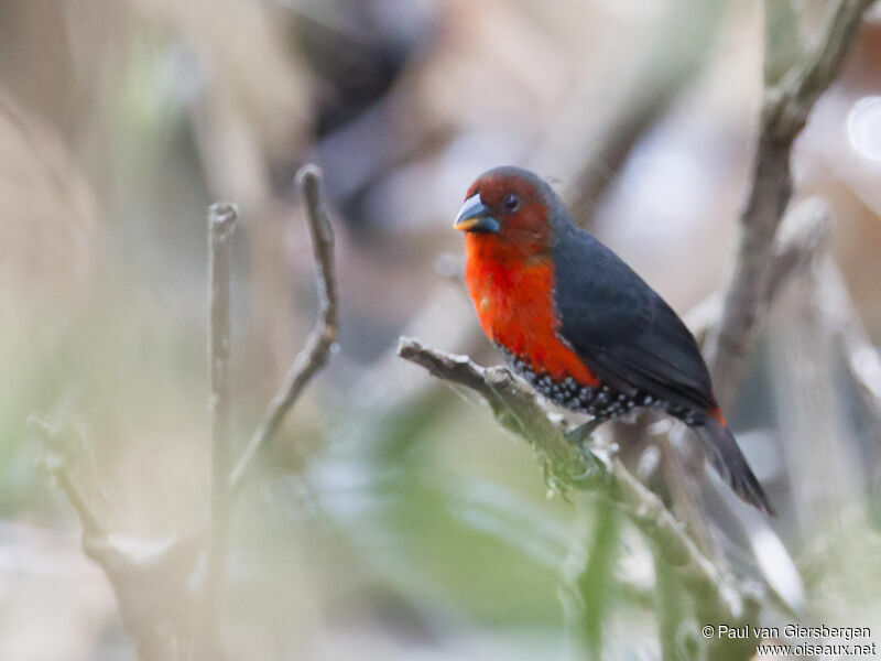 Western Bluebill