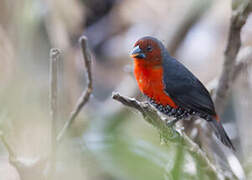 Western Bluebill