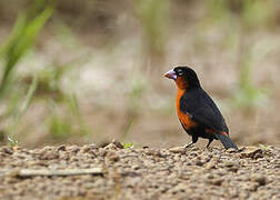 Western Bluebill